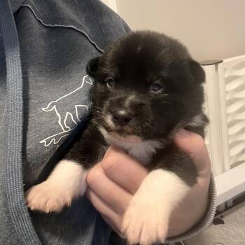 Bestie -  Siberian Husky and Mixed Breed Dog for Adoption in Mentor, Ohio - Bestie | PetCurious