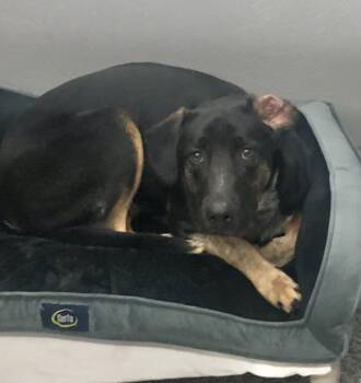 Shepherd and Hound Dogs Available for Adoption in Parma, Ohio - Davis | PetCurious