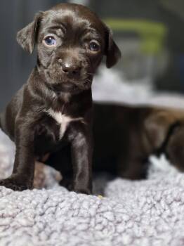 Salsa -  Chihuahua Dog for Adoption in Port Orange, Florida - Salsa | PetCurious