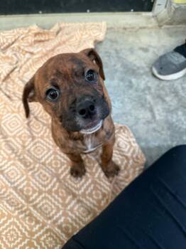 Rescue Mixed Breed Dogs for Adoption in Minot, North Dakota - Hobo | PetCurious