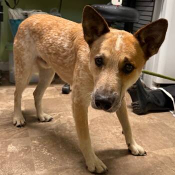 Rescue Cattle Dog Dogs for Adoption in Floresville, Texas - Leo | PetCurious