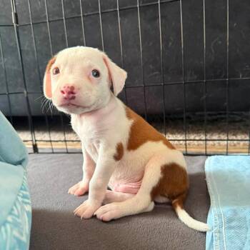 Graham -  Jack Russell Terrier and Terrier Dog for Adoption in Minneapolis, Minnesota - Graham | PetCurious