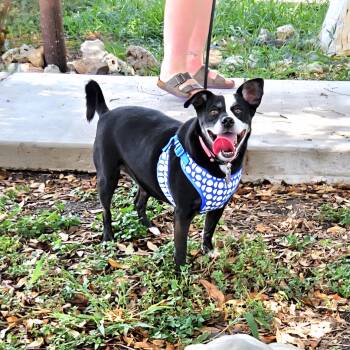 Terrier and Mixed Breed Dogs Available for Adoption - Millie | PetCurious