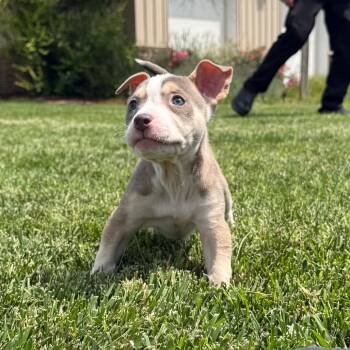 Fawn -  Mixed Breed Dog for Adoption in Mcpherson, Kansas - Fawn | PetCurious