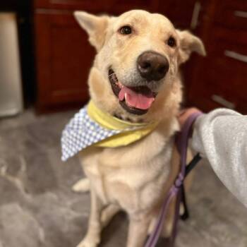 Rescue German Shepherd Dog Dogs for Adoption in Ontario, California - KIMBA | PetCurious