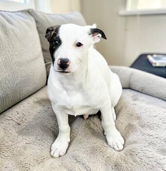 Cattle Dog Dogs Available for Adoption - Buckle  | PetCurious