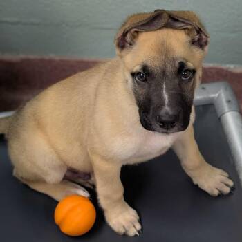 Buggs -  Mixed Breed Dog for Adoption in Asheville, North Carolina - Buggs | PetCurious