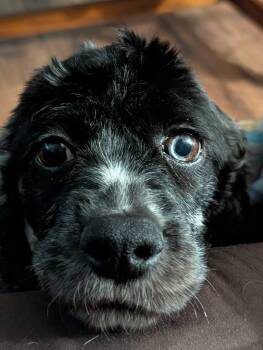 Lucy -  Cocker Spaniel Dog for Adoption in Painesville, Ohio - Lucy | PetCurious