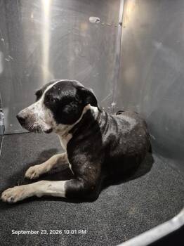 A827412 -  American Staffordshire Terrier Dog for Adoption in San Antonio, Texas - A827412 | PetCurious
