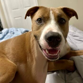 Rescue Mixed Breed Dogs for Adoption in San Diego, California - Conrad | PetCurious