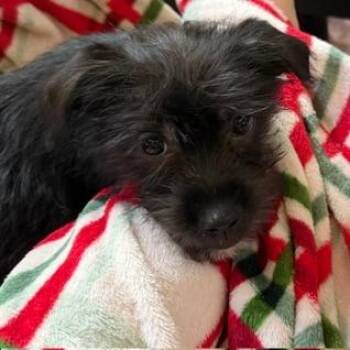 Uffie D11947 -  Poodle and Chihuahua Dog for Adoption - Uffie D11947 | PetCurious