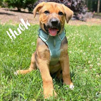 Huck -  Shepherd and Labrador Retriever Dog for Adoption in Kannapolis, North Carolina - Huck | PetCurious
