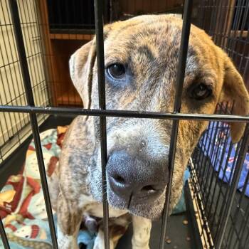Dozer -  Mixed Breed Dog for Adoption in Springboro, Ohio - Dozer | PetCurious