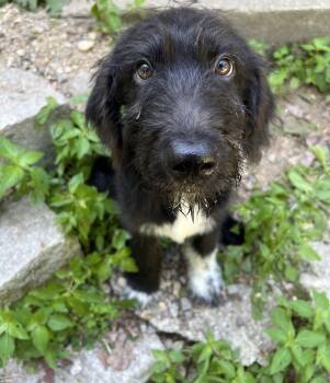 Happy in NH. Come Meet our Adoptable Dogs Wednesday-Saturday. Mo -  Great Pyrenees Dog for Adoption in Manchester, New Hampshire - Happy In NH. Come Meet Our Adoptable Dogs Wednesday-Saturday. Mo | PetCurious