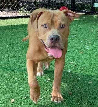 Rescue Pit Bull Terrier Dogs for Adoption in Sarasota, Florida - HICKORY | PetCurious