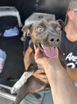 Rescue Chihuahua and Dachshund Dogs for Adoption in Madera, California - Athena | PetCurious