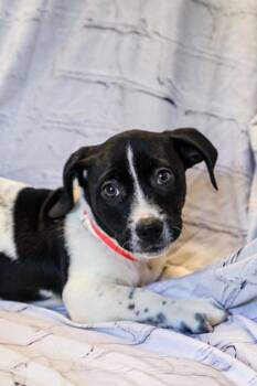 Dachshund and Mixed Breed Dogs Available for Adoption in Dothan, Alabama - Snickers | PetCurious