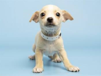 Chihuahua and Mixed Breed Dogs Available for Adoption in Phoenix, Arizona - WONTON | PetCurious