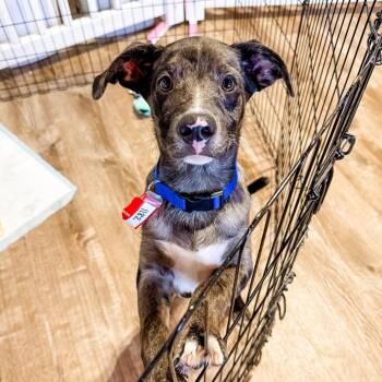 1182 (2026) Arnold -  Catahoula Leopard Dog and Mixed Breed Dog for Adoption in Parker, Colorado - 1182 (2026) Arnold | PetCurious