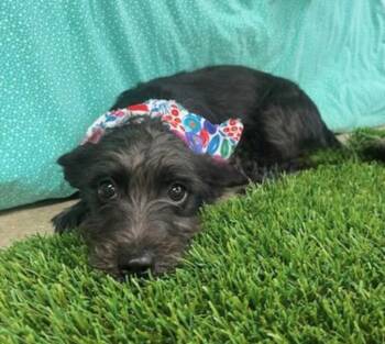Rescue Terrier Dogs for Adoption in Lemoore, California - Ophelia | PetCurious