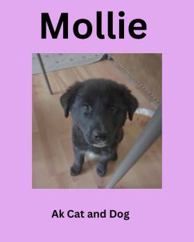 Mollie fka Arctic Pup 1 -  Husky Dog for Adoption in Wasilla, Alaska - Mollie Fka Arctic Pup 1 | PetCurious