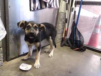 German Shepherd Dog and Mixed Breed Dogs Available for Adoption in Tulsa, Oklahoma - BRUNO | PetCurious