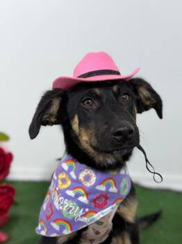 German Shepherd Dog and Flat Coated Retriever Dogs Available for Adoption in Carlsbad, California - Josie Lee-One Of Our Amazing Rescue Dogs | PetCurious