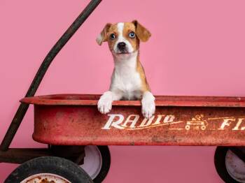 Italian Greyhound Dogs Available for Adoption - Seed: Chia | PetCurious