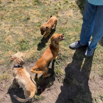 Pit Bull Terrier Dogs Available for Adoption in Newport, North Carolina - Tanner | PetCurious