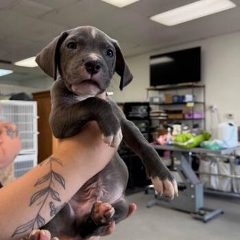 Boy 5 -  Pit Bull Terrier Dog for Adoption in Phoenix, Arizona - Boy 5 | PetCurious