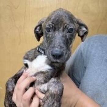 Rainie-5076 -  Terrier and Mixed Breed Dog for Adoption in Tyler, Texas - Rainie-5076 | PetCurious