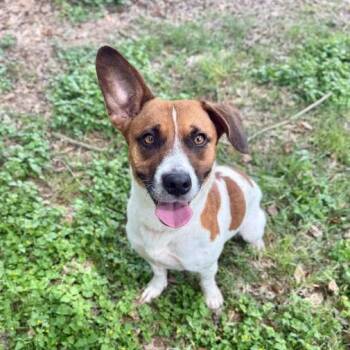 Jack Russell Terrier Dogs Available for Adoption in Carencro, Louisiana - Topo Chico | PetCurious