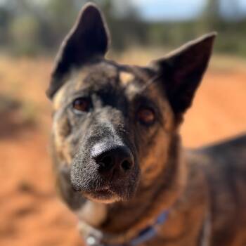 Rescue Akita Dogs for Adoption in Kanab, Utah - Bex | PetCurious