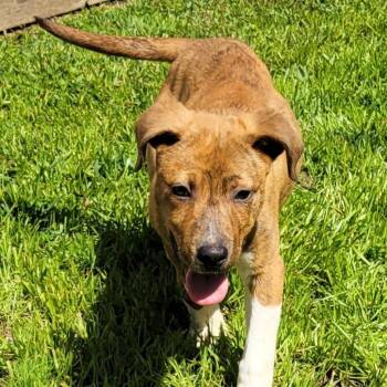 Pit Bull Terrier Dogs Available for Adoption - Asher | PetCurious