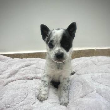 Cattle Dog and Mixed Breed Dogs Available for Adoption in Salt Lake City, Utah - Blondie | PetCurious