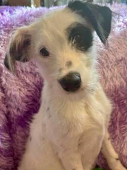 Wirehaired Terrier and Mixed Breed Dogs Available for Adoption in Urbandale, Iowa - Franklin | PetCurious