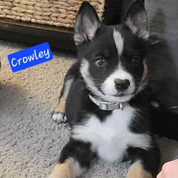 Husky and Mixed Breed Dogs Available for Adoption in Olathe, Kansas - Crowley | PetCurious