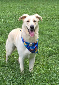 Rescue Retriever and Labrador Retriever Dogs for Adoption in Mocksville, North Carolina - Hamilton | PetCurious