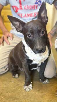Olive -  Feist Dog for Adoption in Westwood, New Jersey - Olive | PetCurious