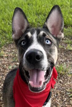 Rescue Husky and Shepherd Dogs for Adoption in Houston, Texas - Finn - Super Sweet And Playful Puppy Boy!! | PetCurious