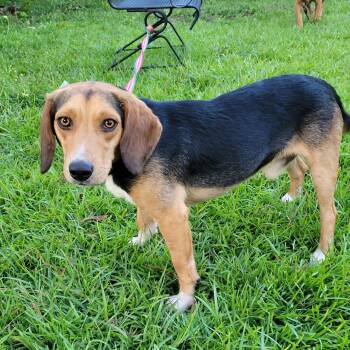 Rescue Beagle Dogs for Adoption in Media, Pennsylvania - Marco | PetCurious