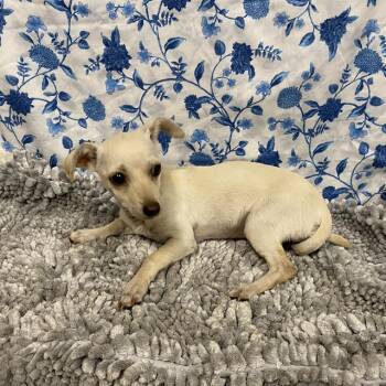 A612021 -  Chihuahua Dog for Adoption in Modesto, California - A612021 | PetCurious
