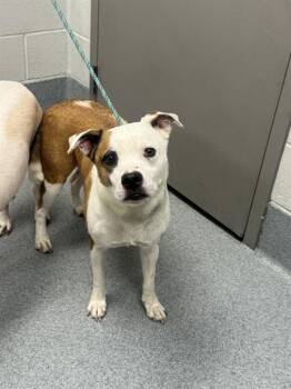 BOWSER -  Parson Russell Terrier Dog for Adoption in Indianapolis, Indiana - BOWSER | PetCurious