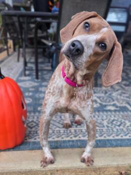Poppy -  Hound Dog for Adoption in Amherst, Virginia - Poppy | PetCurious