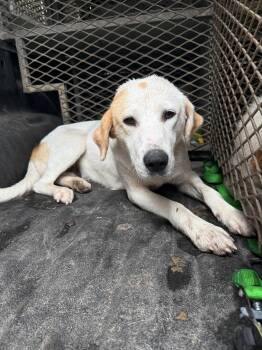 Bonnie -  Labrador Retriever Dog for Adoption in Fayetteville, West Virginia - Bonnie | PetCurious