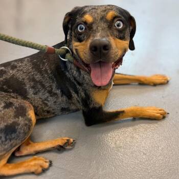 Joy -  Mixed Breed Dog for Adoption in Sarasota, Florida - Joy | PetCurious