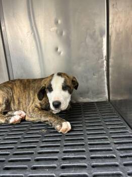 American Staffordshire Terrier Dogs Available for Adoption - Tortellini | PetCurious