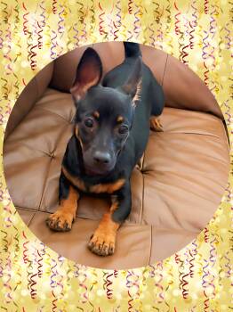 CHESTER Chiweenie -  Chiweenie and Dachshund Dog for Adoption in Chandler, Arizona - CHESTER Chiweenie | PetCurious