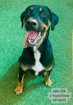 Walter -  Doberman Pinscher and Hound Dog for Adoption - Walter | PetCurious