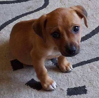 Rory -  Dachshund Dog for Adoption in Brooklyn Center, Minnesota - Rory | PetCurious